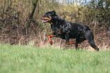 ROTTWEILER 579